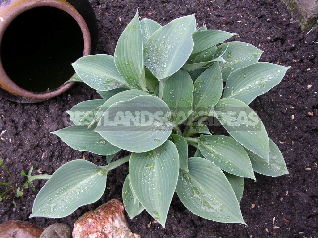 Hosta And Its Secrets: Breeding Nuances