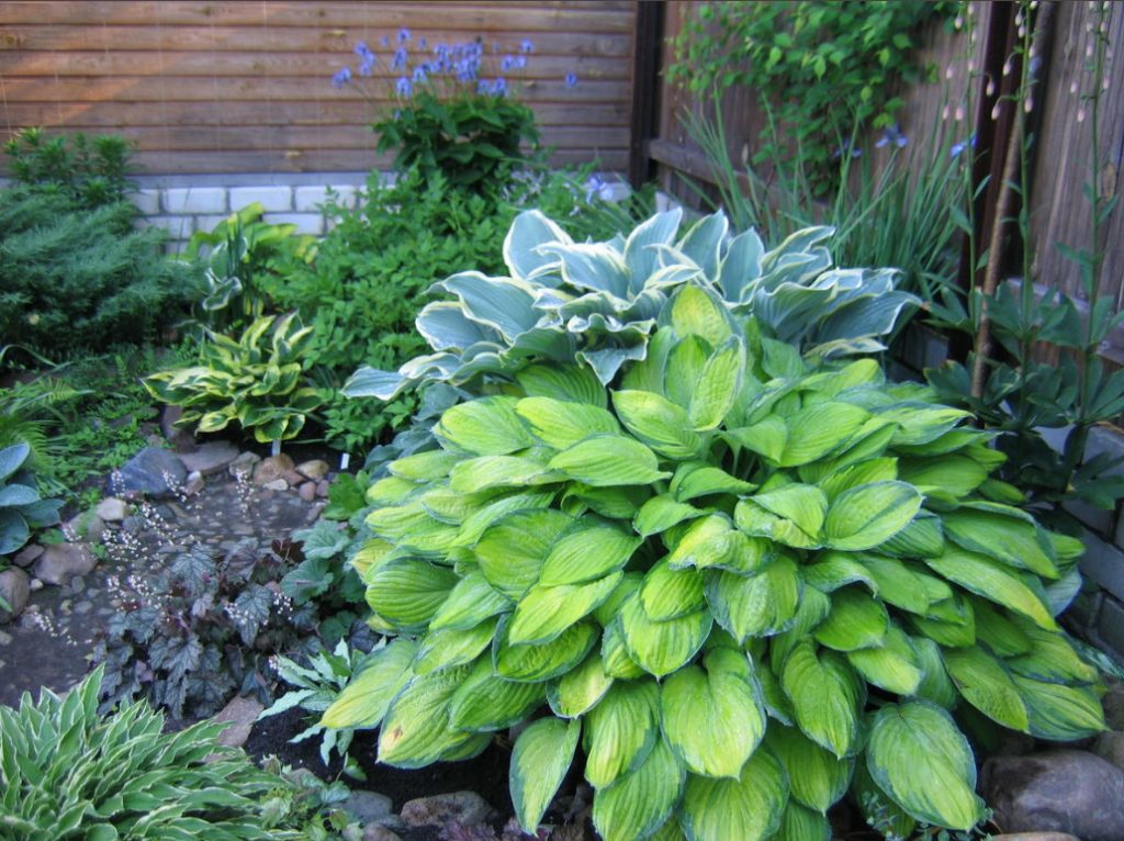 Hosta And Its Secrets: Nuances Of Growing And Care