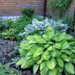 Hosta And Its Secrets: Nuances Of Growing And Care