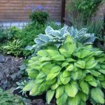 Hosta And Its Secrets: Nuances Of Growing And Care