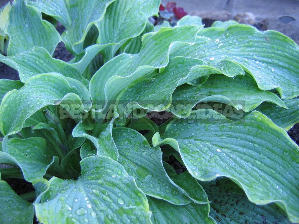Hosta And Its Secrets: Nuances Of Growing And Care