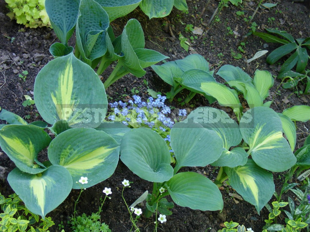 Hosta And Its Secrets: Nuances Of Growing And Care