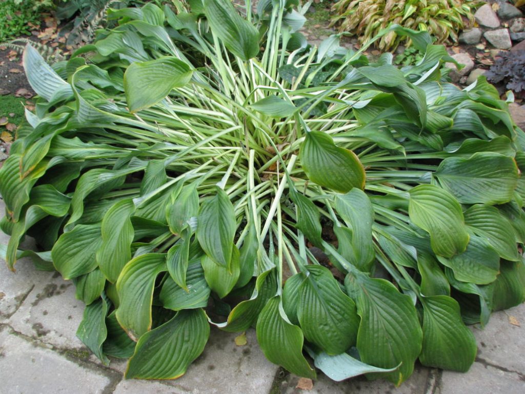 Hosta And Its Secrets: Nuances Of Growing And Care - Best Landscape Ideas