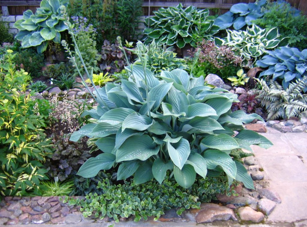 Hosta And Its Secrets: Nuances Of Landing (Part 1)