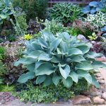 Hosta And Its Secrets: Nuances Of Landing (Part 2)