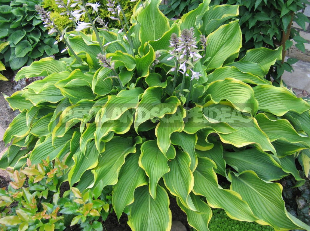 Hosta And Its Secrets: Nuances Of Landing (Part 2)