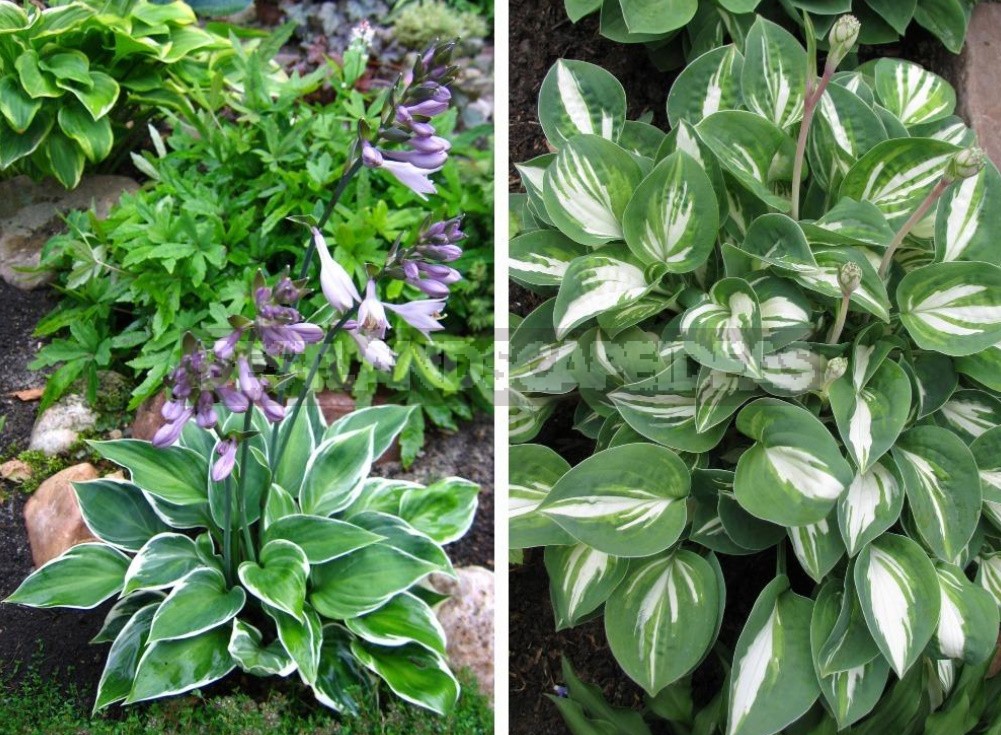 Hosta And Its Secrets: Nuances Of Landing (Part 2)