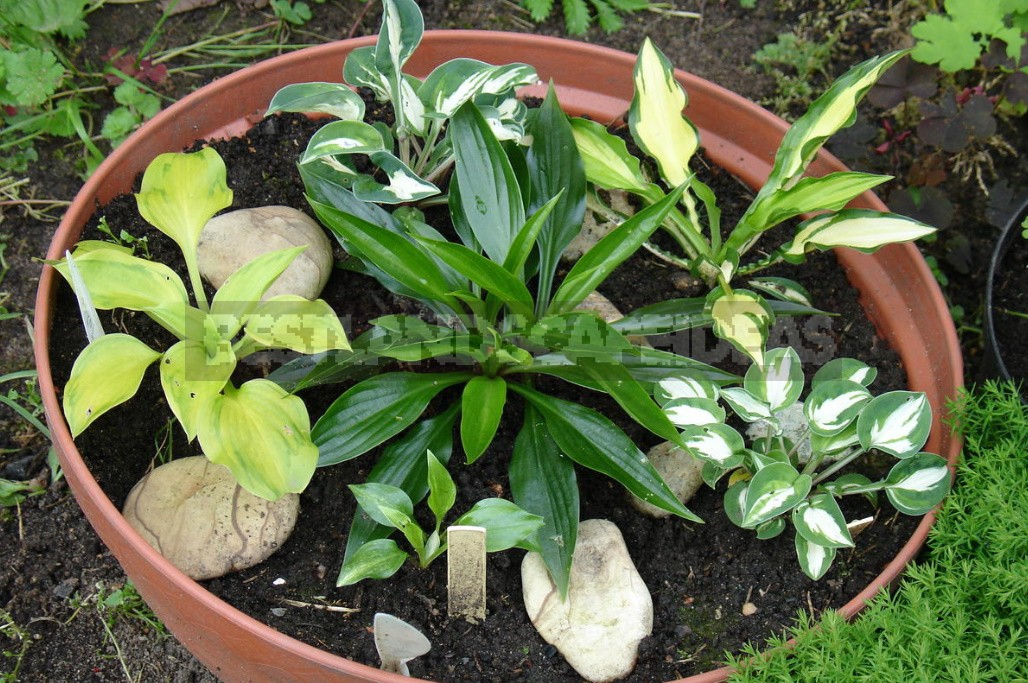 Hosta And Its Secrets: Nuances Of Landing (Part 2)