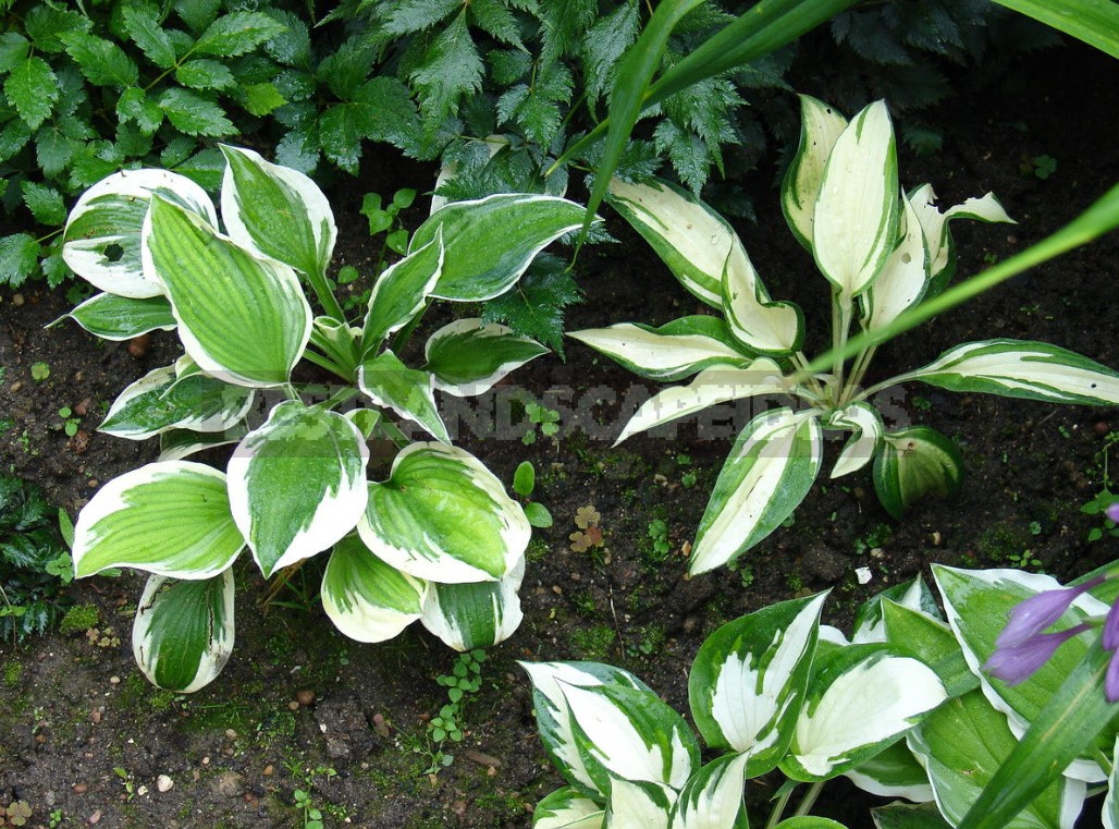 Hosta And Its Secrets: Nuances Of Landing (Part 2)