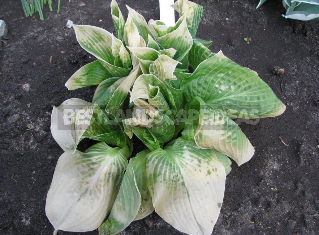 Hosta And Its Secrets: Nuances Of Landing (Part 1)