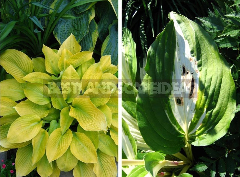 Hosta And Its Secrets: Nuances Of Landing (Part 1)