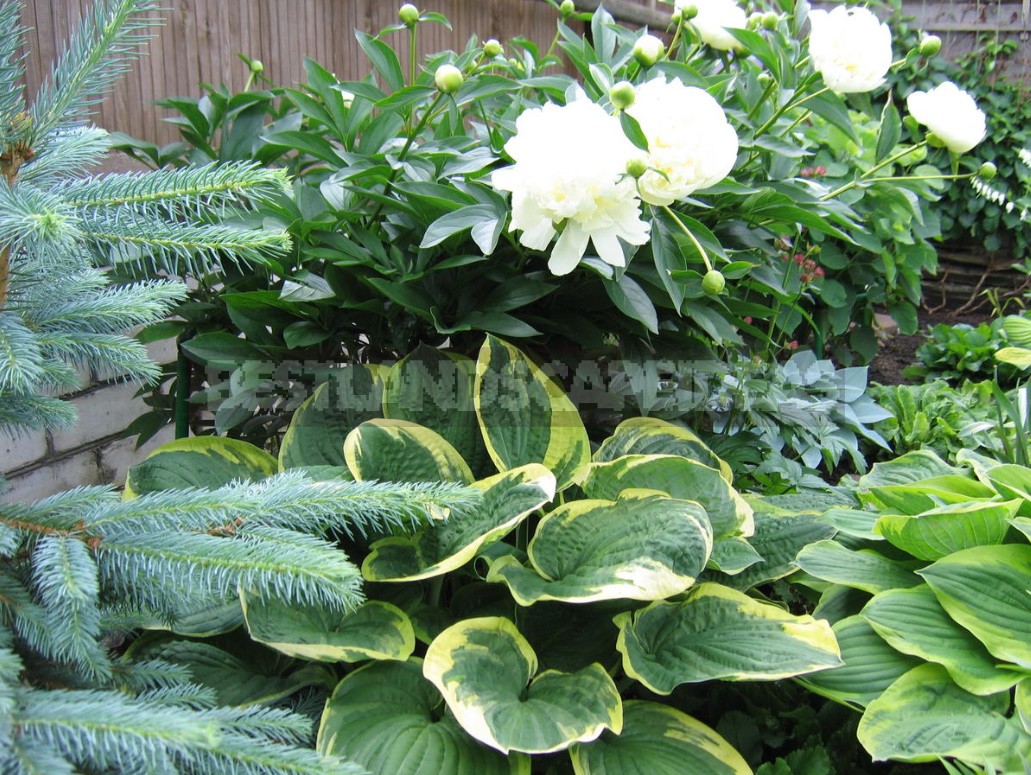 Hosta And Its Secrets: Nuances Of Landing (Part 1)