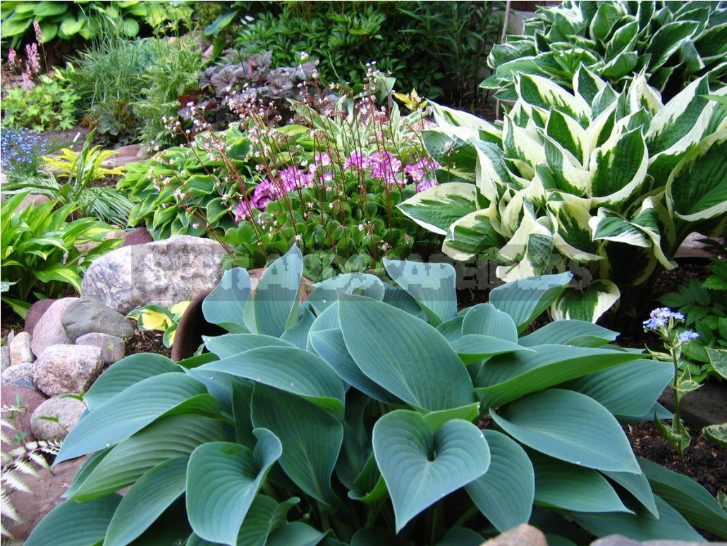 Hosta And Its Secrets: Nuances Of Landing (Part 2)