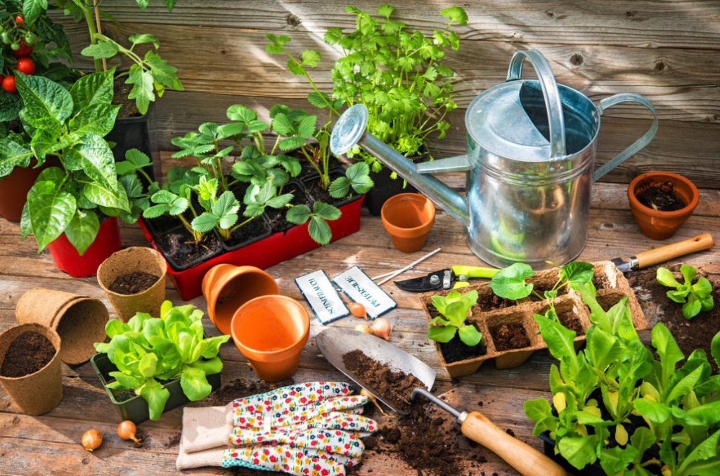 How To Create Comfortable Conditions For Seedlings: About Light, Heat And Watering