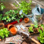 How To Create Comfortable Conditions For Seedlings: About Light, Heat And Watering