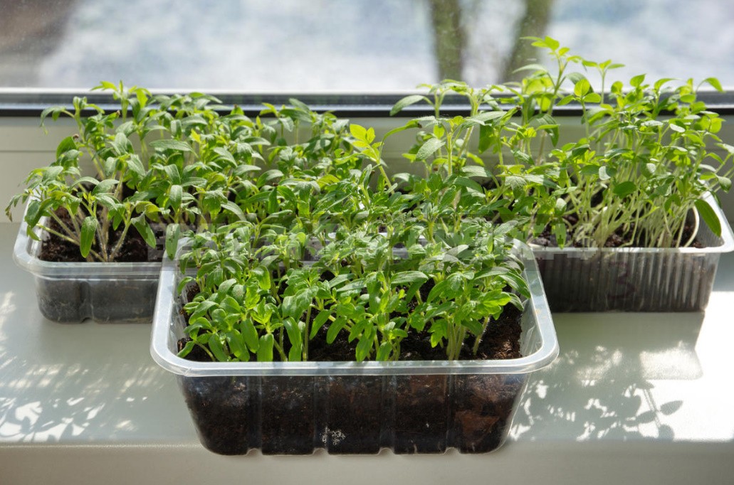 How To Create Comfortable Conditions For Seedlings: About Light, Heat And Watering