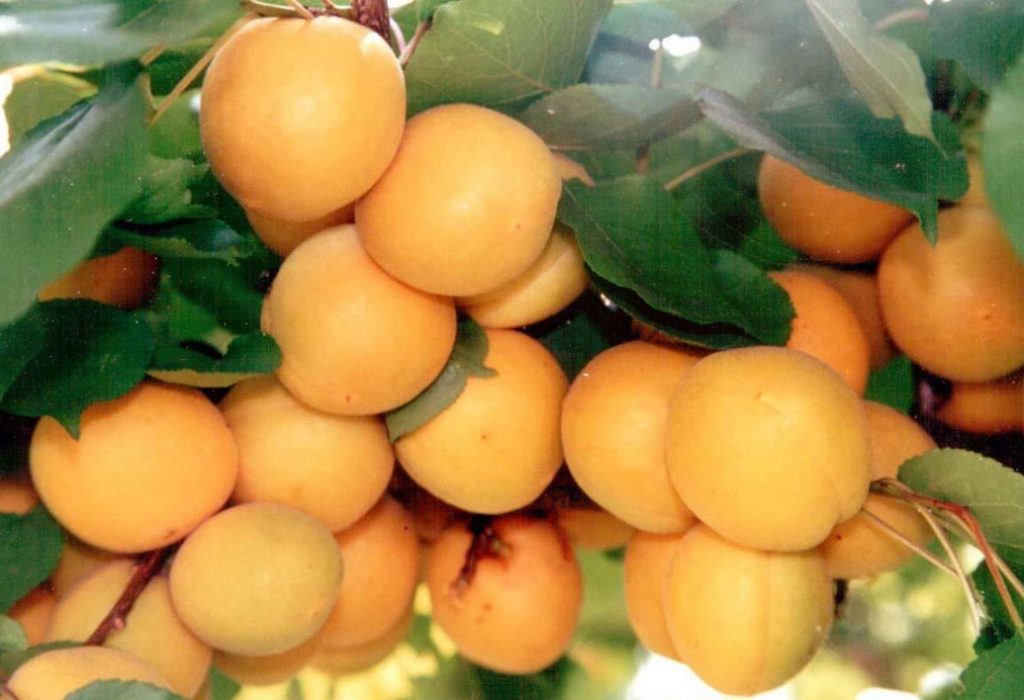 How To Grow An Apricot In The Middle Lane