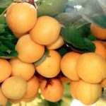 How To Grow An Apricot In The Middle Lane