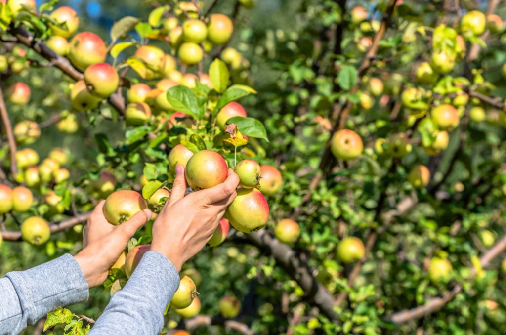 How To Process An Orchard Without Chemicals. Biosecurity Program From April To October
