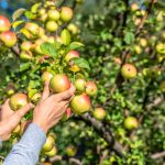 How To Process An Orchard Without Chemicals. Biosecurity Program From April To October