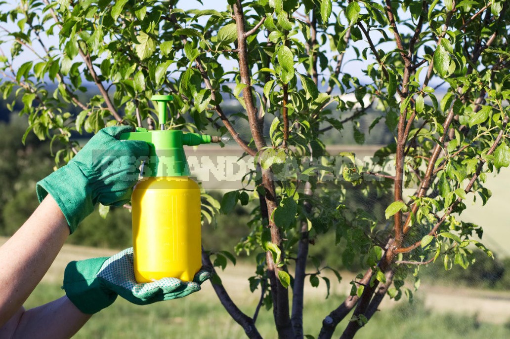 How To Process An Orchard Without Chemicals. Biosecurity Program From April To October