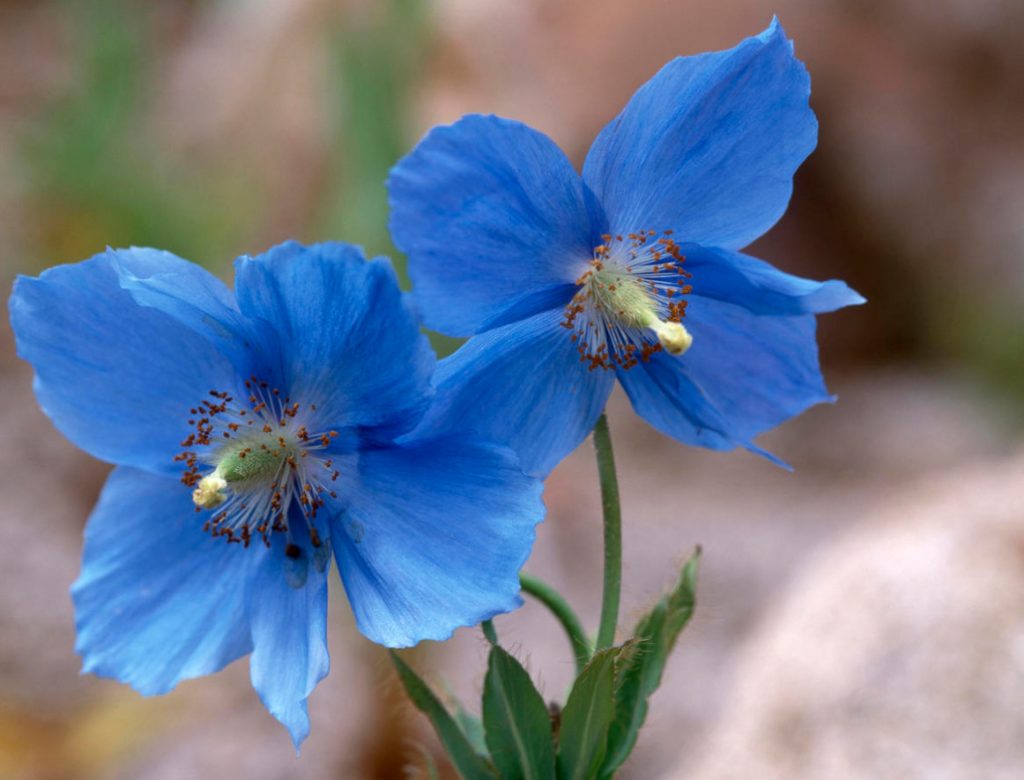 How To Tame The Himalayan Poppy: Growing Meconopsis In The Cottage