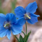 How To Tame The Himalayan Poppy: Growing Meconopsis In The Cottage