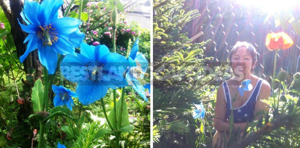 How To Tame The Himalayan Poppy: Growing Meconopsis In The Cottage