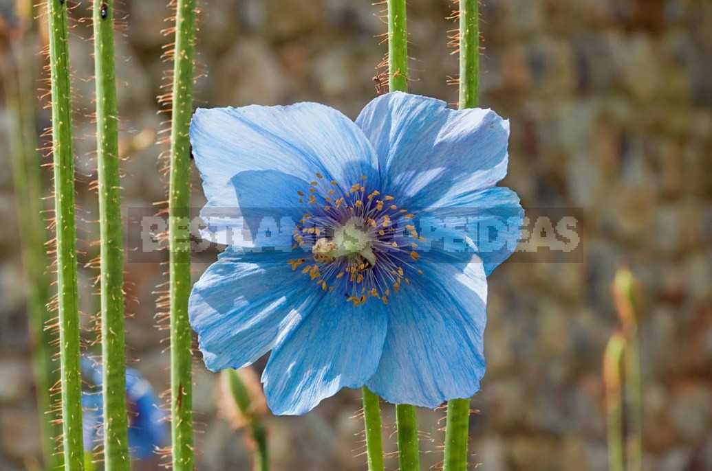 How To Tame The Himalayan Poppy: Growing Meconopsis In The Cottage