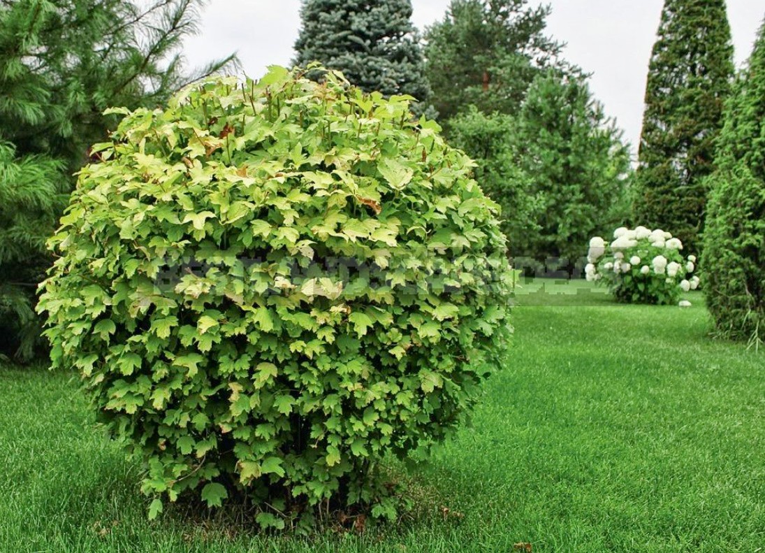 How To Properly Cut And Trim Plants: Tips For Beginners