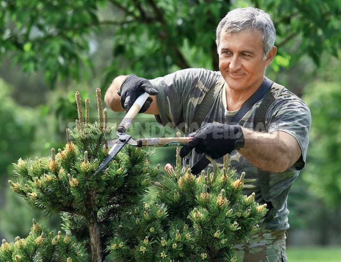 How To Properly Cut And Trim Plants: Tips For Beginners