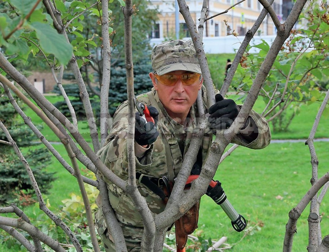 How To Properly Cut And Trim Plants: Tips For Beginners