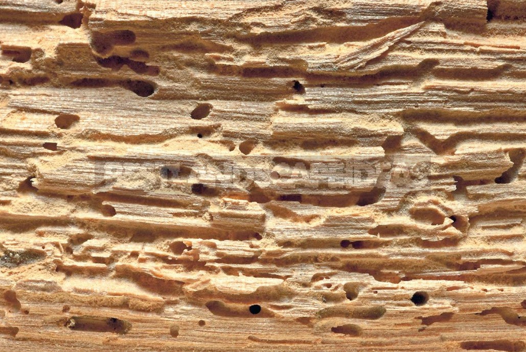 How To Save a Wooden House From a Woodworm Beetle: Expert Advice