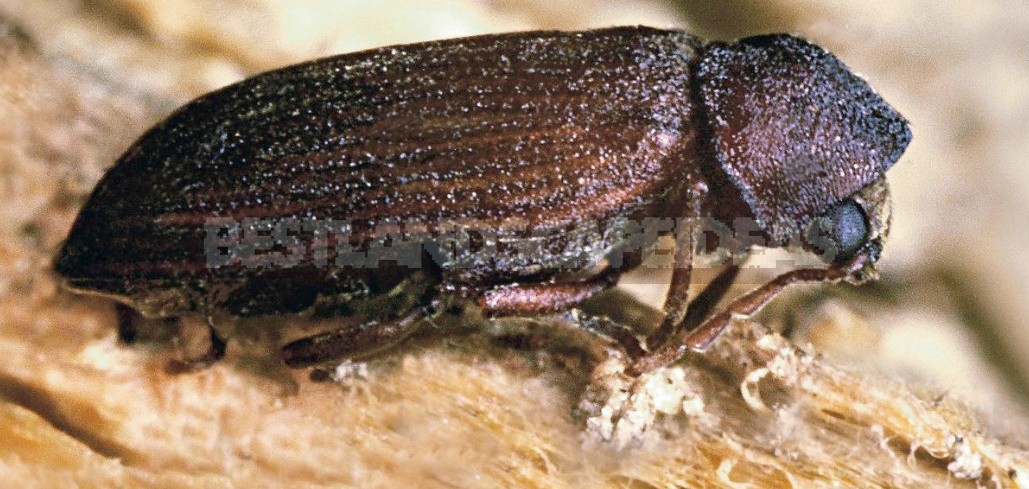 How To Save a Wooden House From a Woodworm Beetle: Expert Advice