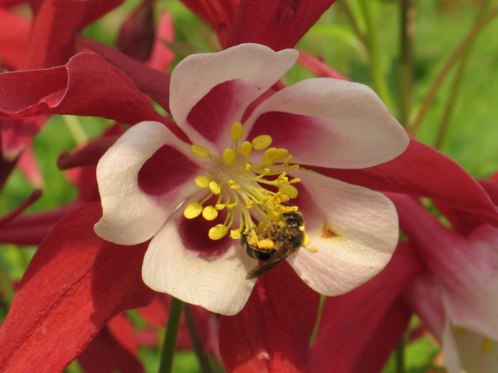 Let Me Introduce You To Aquilegia