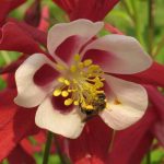 Let Me Introduce You To Aquilegia