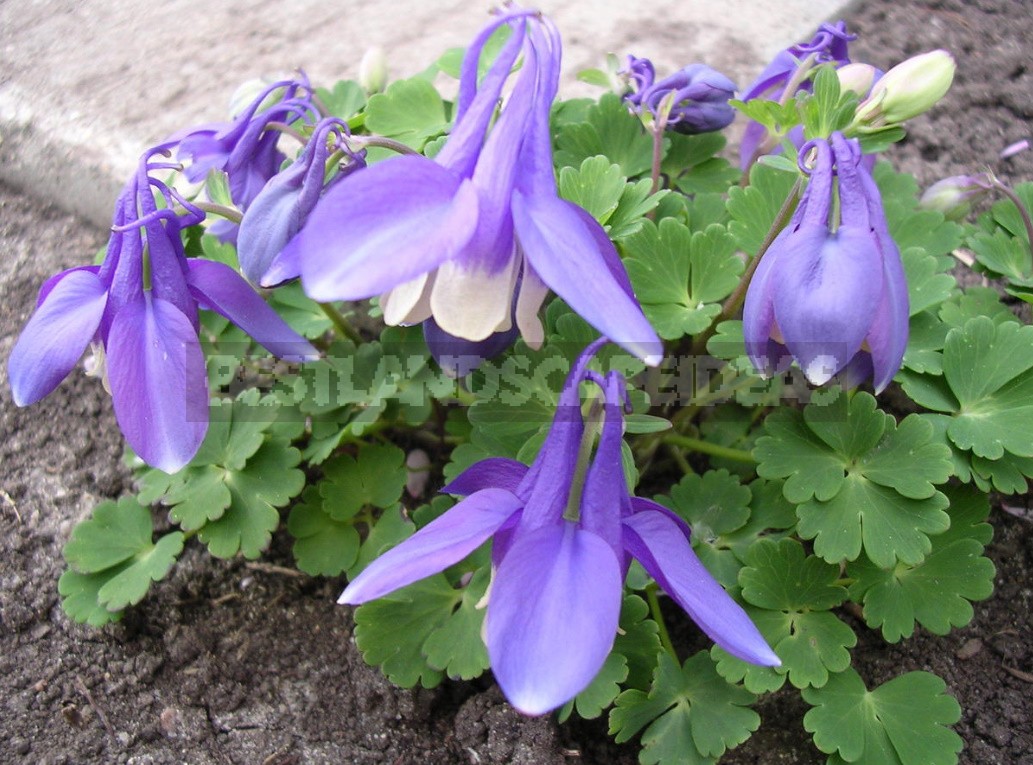 Let Me Introduce You To Aquilegia