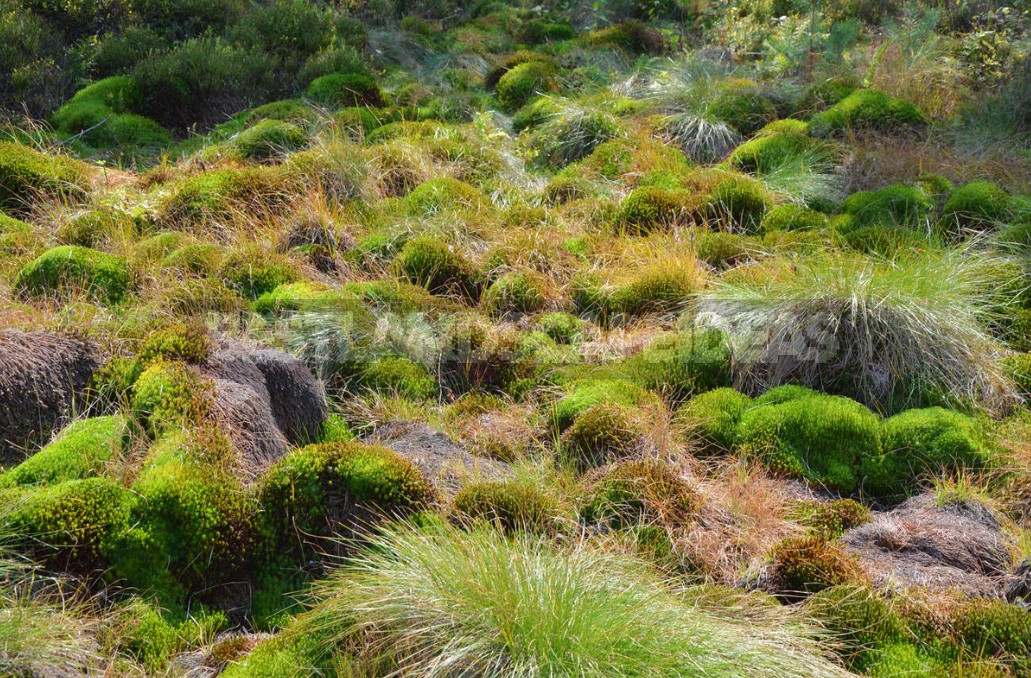 Nine Important Features Of Peat Use That a Gardener Should Know About
