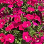 Petunias That Bloom Continuously: Growing The Latest Hybrids