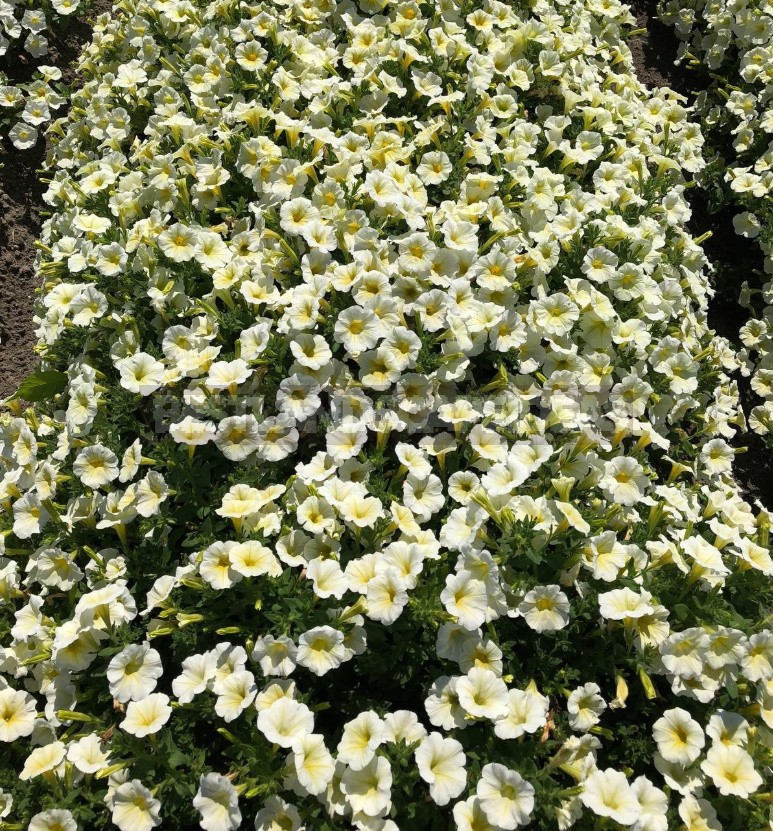 Petunias That Bloom Continuously: Growing The Latest Hybrids