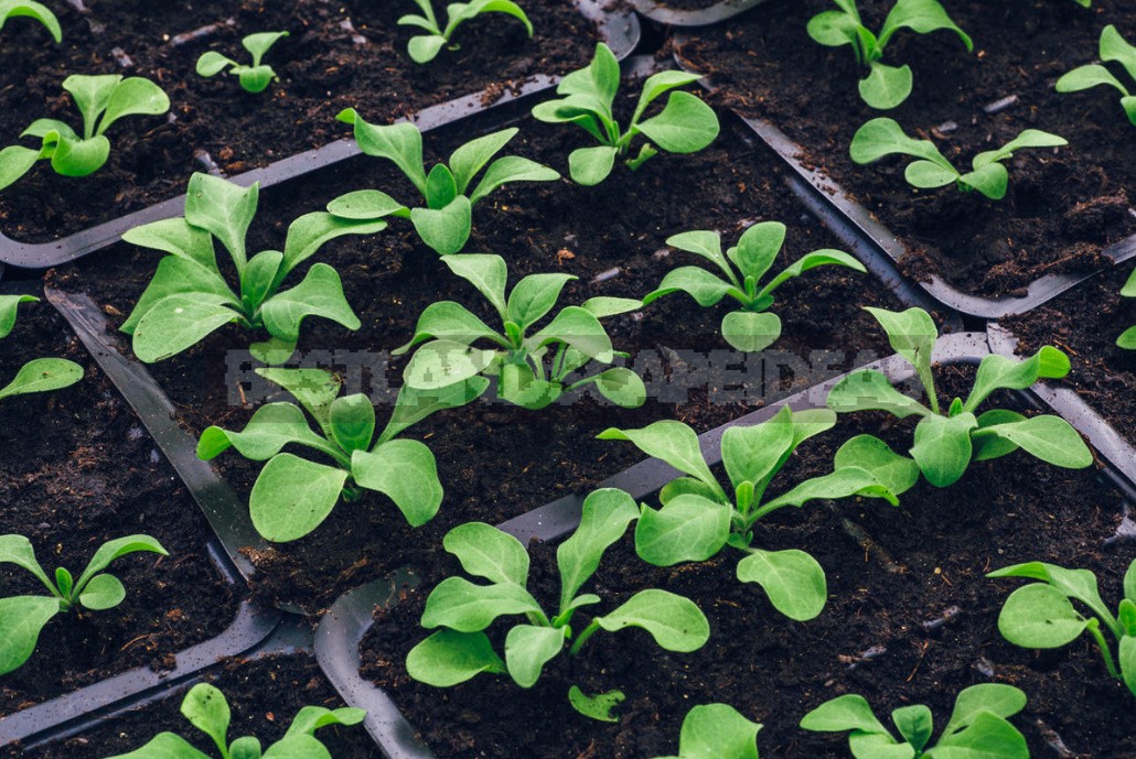 Petunias That Bloom Continuously: Growing The Latest Hybrids