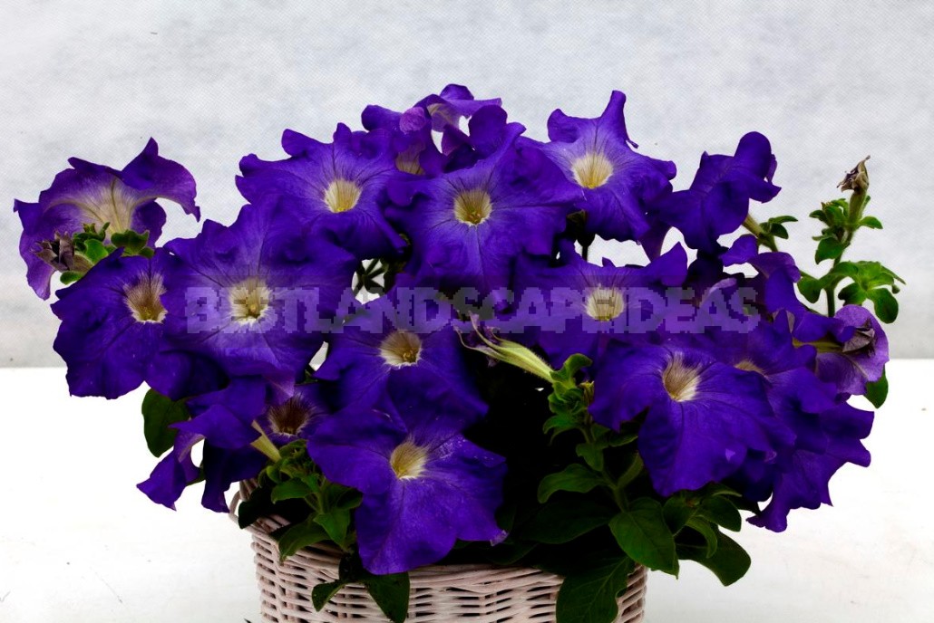 Petunias That Bloom Continuously: Growing The Latest Hybrids