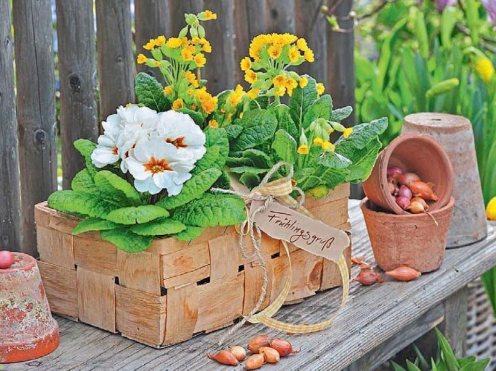 Primula – Prima Of The Spring Garden