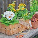 Primula – Prima Of The Spring Garden