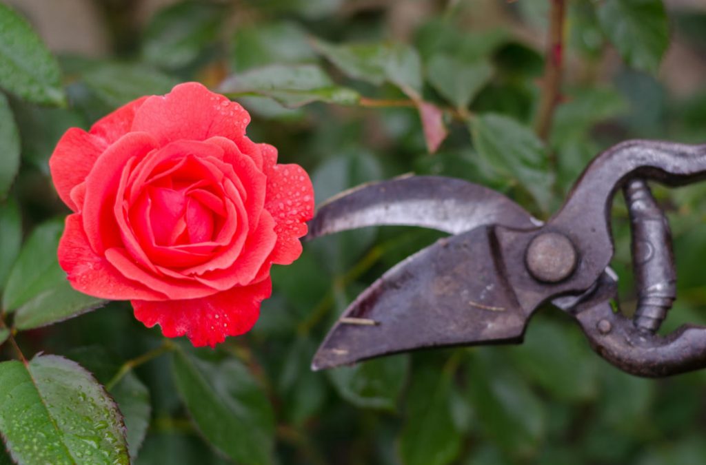 Pruning Toses: Terms, Types, Basic Techniques