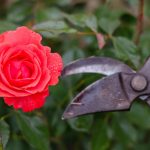 Pruning Toses: Terms, Types, Basic Techniques