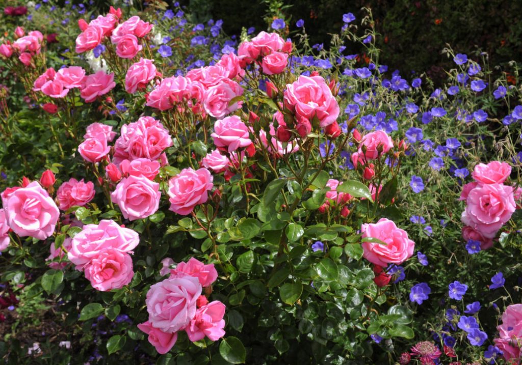 Seven Common Mistakes When Buying And Planting Roses