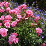 Seven Common Mistakes When Buying And Planting Roses