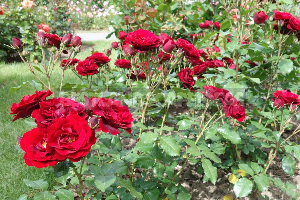 Seven Common Mistakes When Buying And Planting Roses