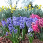 Sixteen Ideal Partners For Bulbous